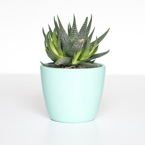 Ceramic Plant Pot Set